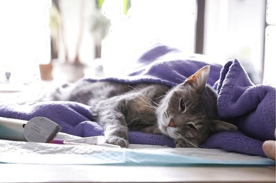 Cats Can Catch Coronavirus, Finds Study, Prompting WHO Investigation