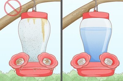 How to Keep Bees Away from Hummingbird Feeders