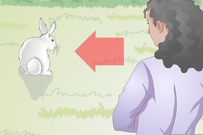How to Hold a Rabbit