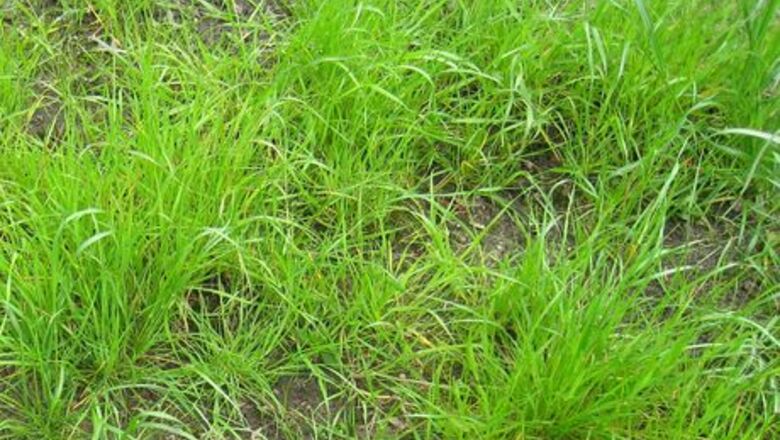 A Complete Guide to Different Types of Grass & How to Find Yours
