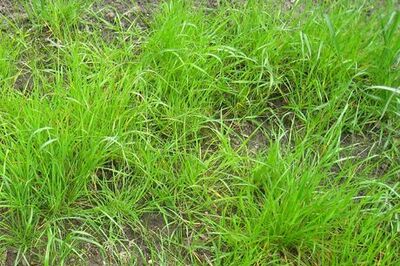 A Complete Guide to Different Types of Grass & How to Find Yours