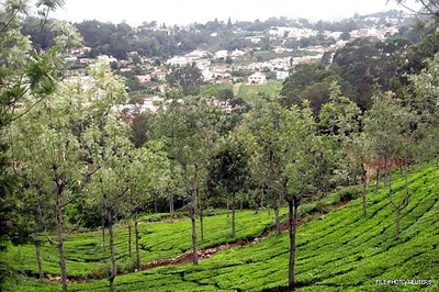 Assam set up panel to probe tea garden work conditions