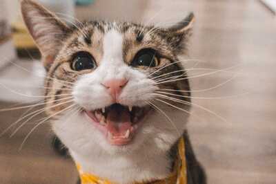 This Adorable Cat-Themed Art Will Beat Your Midweek Blues