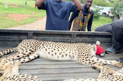 Darted & Sedated, Hydrated with Drips: 12 South African Cheetahs Flown to India | WATCH
