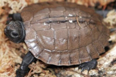 Atlanta zoo breeds endangered turtle