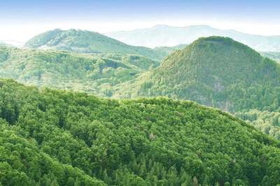 Environment Ministry Reviews Indian Forests Act, Proposes to Decriminalise Certain Violations