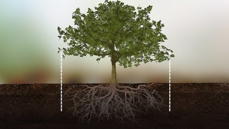 How to Protect Trees During Construction