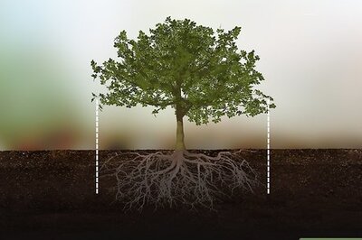 How to Protect Trees During Construction