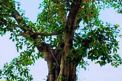 Vat Savitri Vrat 2024: Can Women Fast During Periods?