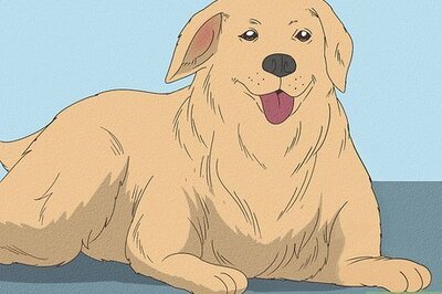 How to Treat Dog Ear Hematomas at Home (and When to See the Vet)