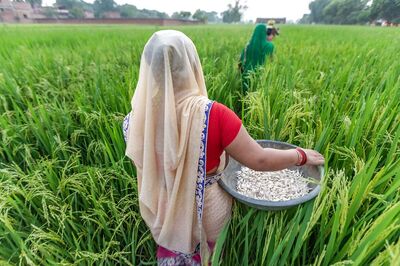 High Kharif Output Coupled with MSP Hikes Can Leave Farmers with More Liquidity of Rs 50K Cr: Report