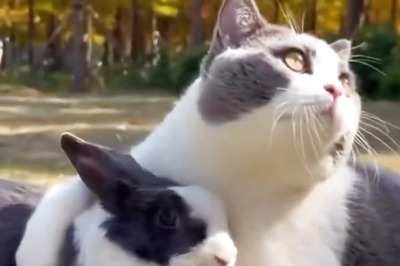 This 'Furr-Fect' Friendship Between Cat And Bunny Will Make Your Day