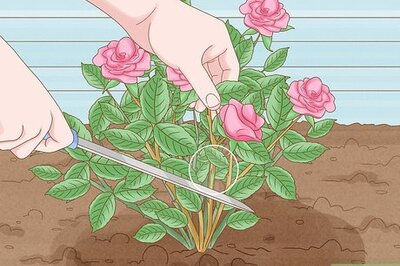 How to Save a Dying Rose Bush