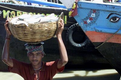Bengalis Can Feast on Hilsa This Kalipuja as Bangladesh Sends 3k Tonnes of the Fish as Gift