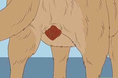 How to Know if a Pregnant Dog Has Reabsorbed the Fetus