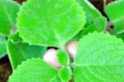 This Karnataka Herbal Tea Is An Excellent Remedy For Seasonal Flu