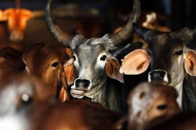 SP MP Choudhary Munavvar Saleem Writes to PM Seeking Ban on Cow Slaughter