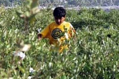 Sikkim to market Himalayan Viagra