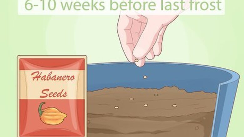 How to Grow Habanero