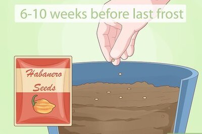 How to Grow Habanero
