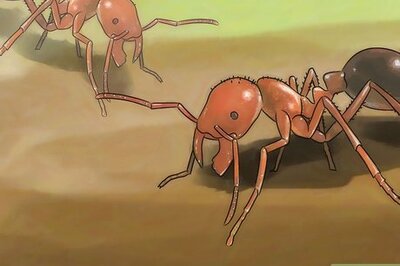 How to Identify Fire Ant Stings