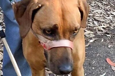 Five-Month-Old Mauled To Death By Family Dog In Australia