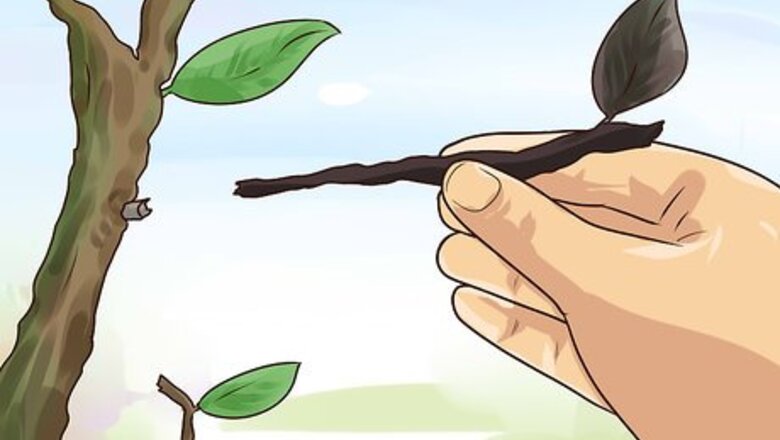 How to Bring Plants Indoors over Winter