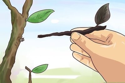 How to Bring Plants Indoors over Winter