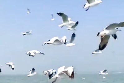 IFS Officer Shares Mesmersing Video of Migratory Birds in Odisha