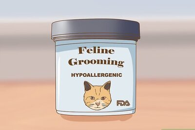 How to Choose Hypoallergenic Feline Grooming Products