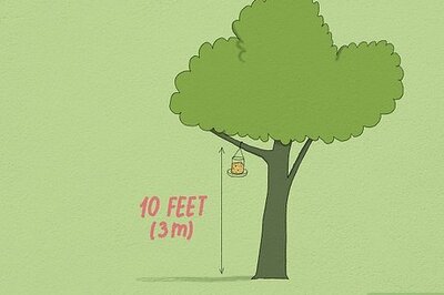 How to Feed a Squirrel