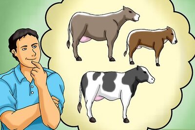 How to Choose a Good Dairy Cow Breed