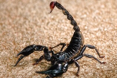 Iraqi farmer eats live scorpions every day
