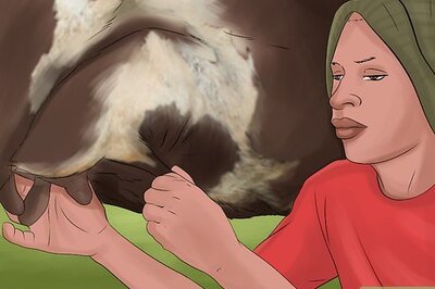 How to Breed Dairy Cattle