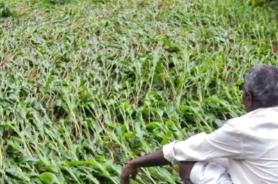 UP Farmers Stare at Heavy Losses Due to Deficient Monsoon and Excess Rains Afterwards
