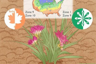 How to Grow Freesias