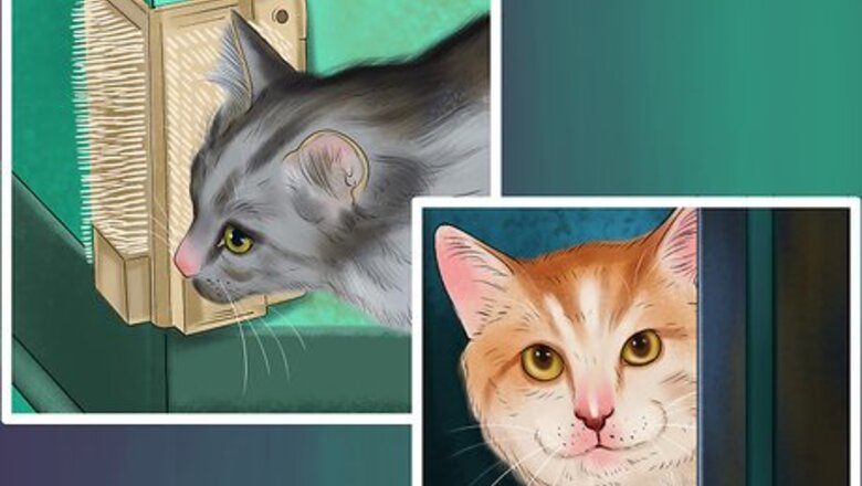 How to Deal with Cognitive Disorders in Cats