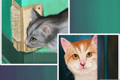 How to Deal with Cognitive Disorders in Cats