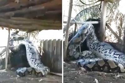 This Video Of Giant Python Trying To Escape Is As Scary As It Gets