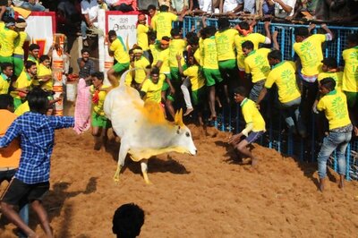 49 People Injured on Day One of Jallikattu Festival in Tamil Nadu