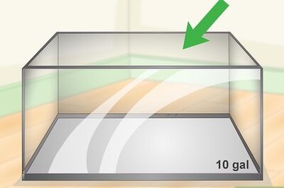 How to Set Up a Gerbil Cage