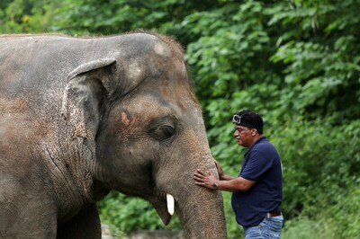 55-Year-Old Trampled to Death by Elephant in Jharkhand's Giridih District