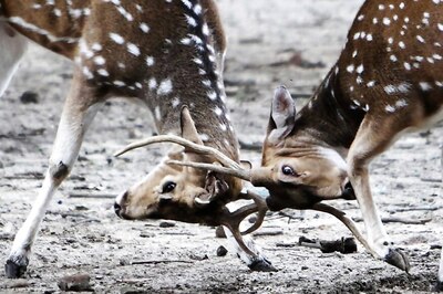 4,000 Spotted Deer Missing From Balukhand-Konark Sanctuary After Cyclone Fani Traced