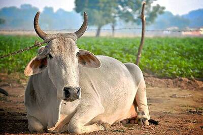 Centre gives nod to Maharashtra's cow-shelter village scheme