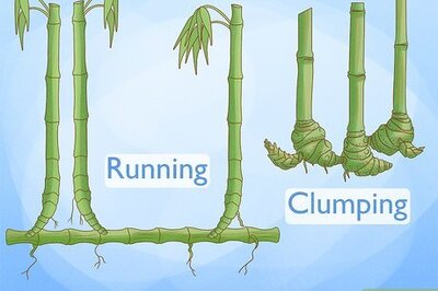 How to Grow Bamboo