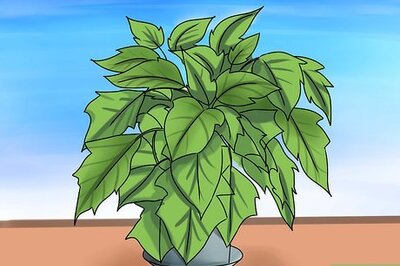 How to Keep Poinsettias Growing To Next Christmas