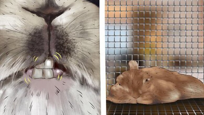 How to Diagnose and Treat Hair Blockages in Rabbits