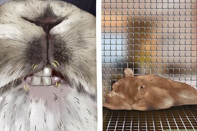 How to Diagnose and Treat Hair Blockages in Rabbits