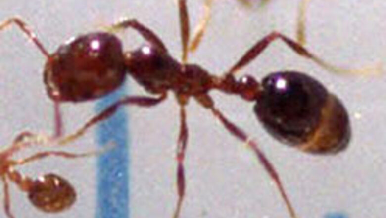 Colombia’s ants entice gourmets