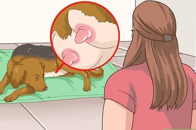 How to Treat Mother Dogs with Sore or Infected Nipples